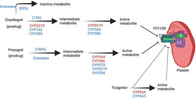 Genotype-Guided Use of P2Y12 Inhibitors: A Review of Current State of the Art